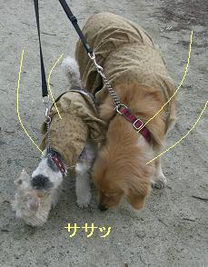 ササッ