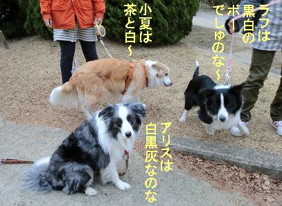毛の色が違う