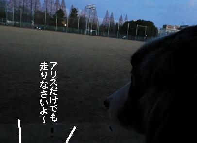 ベンチ犬