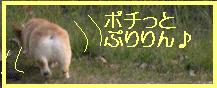 ポチっとぷりりん