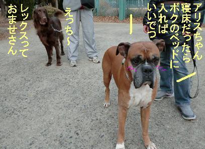 レックスのおませ