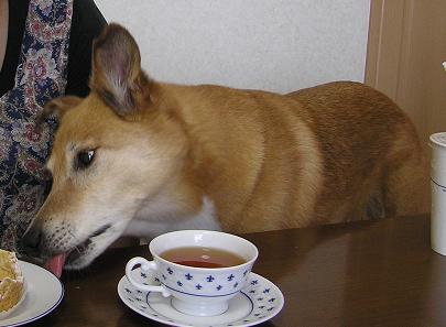 こらっ