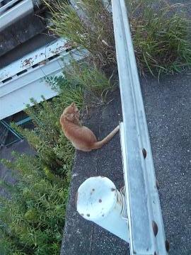 ミーコ発見