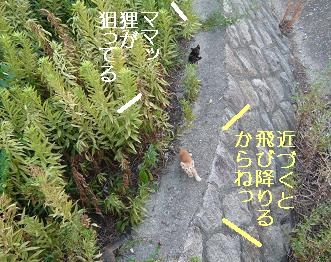 子猫
