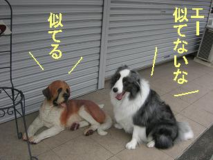 似てる