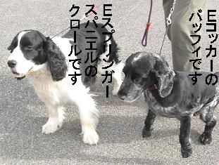 レア犬種
