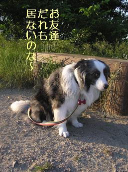 ぶんむくれ
