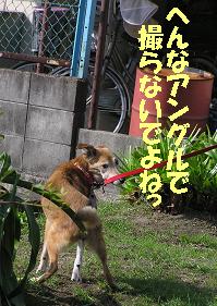 シッコタイム