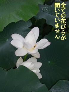 花びら