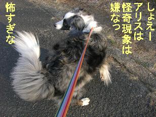 チキンのアリス