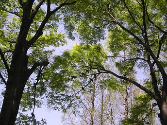 樟葉東公園の外周の木