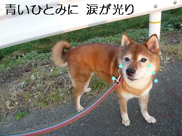 涙