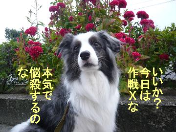 作戦
