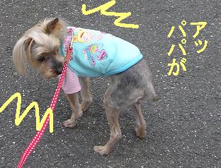 エレガンス代表