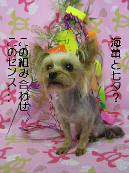 へんなセンス