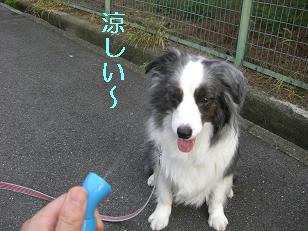 アリスにも清涼