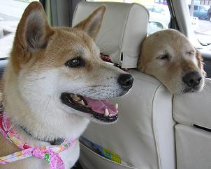 帰りの車の中では　グーグー