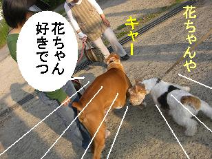 花ちゃんでつ