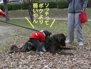 シュナ君とソッチ君
