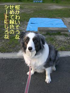 緑のシートないのか??
