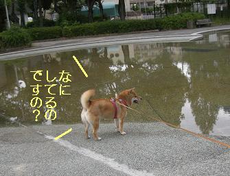 メリ