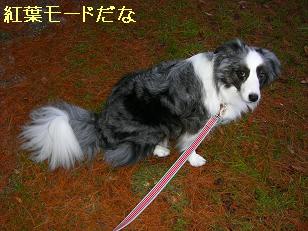 紅葉モード