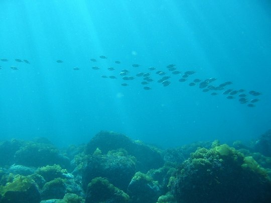 ぱちくんの水族館