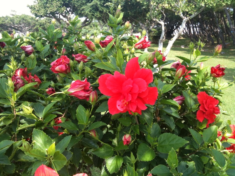 heiwakouennnohanaokinawa