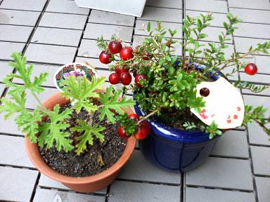 0924cranberry
