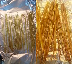 pasta 2