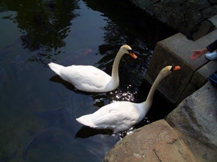 白鳥さん