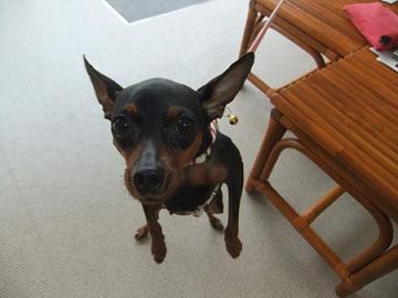 ミニチュアドーベルマン