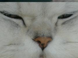ミルの鼻.JPG