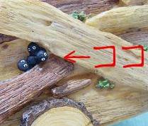 トトロ花車のまっくろくろすけ