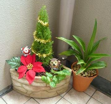 排水溝を隠す為の鉢植えもＸ’ｍａｓモードです♪