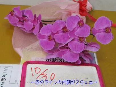 はなやか／胡蝶蘭の切花ギフト（メール添付できた画像）