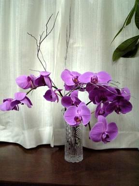 はなやか／胡蝶蘭の切花ギフト・１０日後（全体）