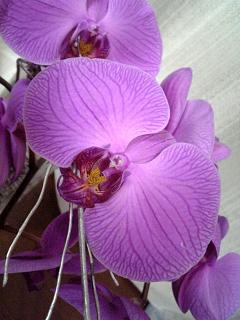 はなやか／胡蝶蘭の切花ギフト・１０日後（アップ）