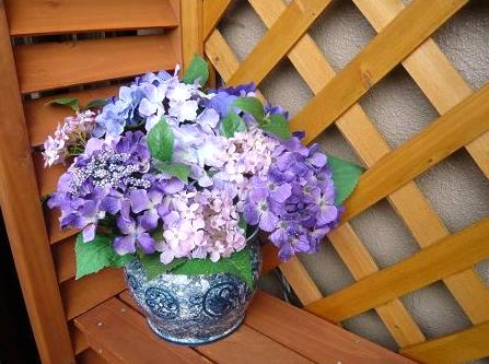 戴き物の鉢に１００均の紫陽花