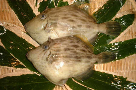 魚１