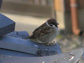 スズメ11.jpg