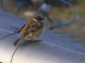 スズメ12.jpg