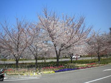 sakura