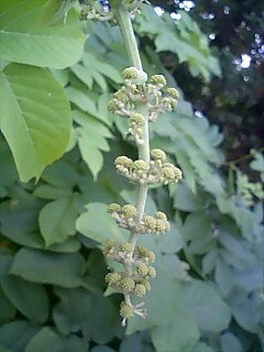 山ウドの蕾