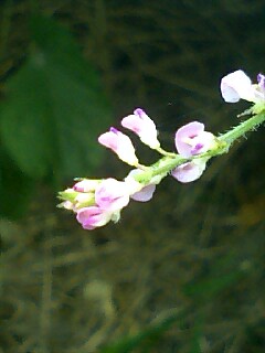 この花の名前が分かる方いらっしゃいませんか？？？