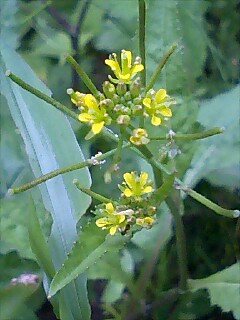 この花の名前が分かる方いらっしゃいませんか？？？