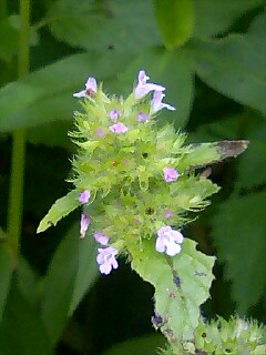 この花の名前が分かる方いらっしゃいませんか？？？