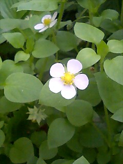 白いワイルドストロベリーの花