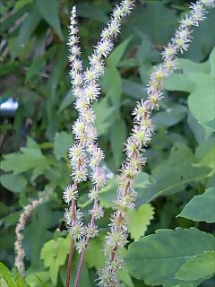 この花の名前が分かる方いらっしゃいませんか？？？