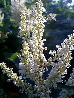 この花の名前が分かる方いらっしゃいませんか？？？